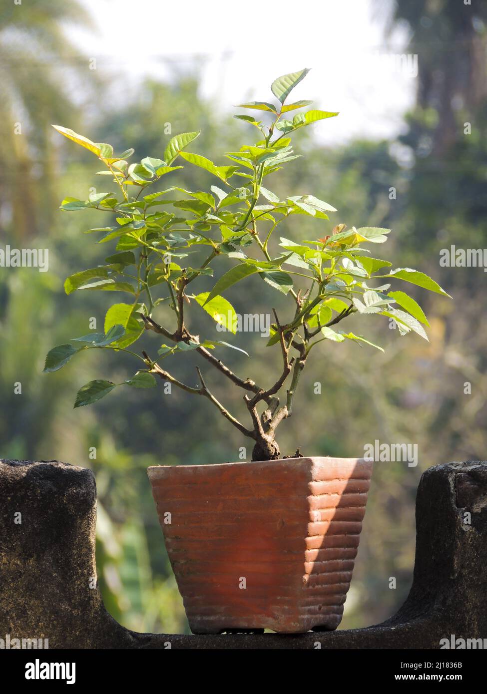A small bonsai tree in a pot isolated on a blurry background Stock