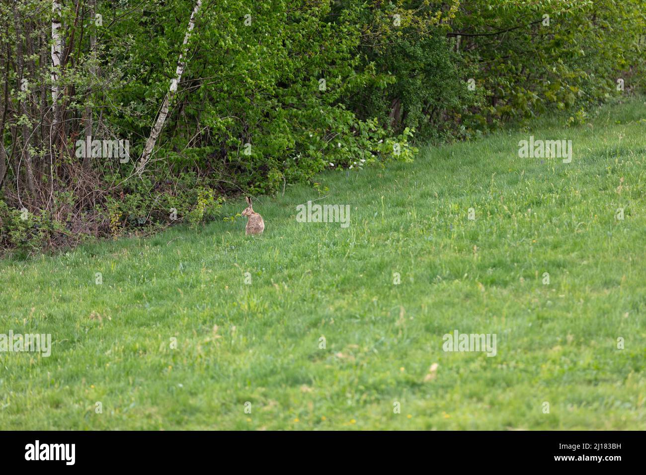 Rabbit back garden hi-res stock photography and images - Alamy