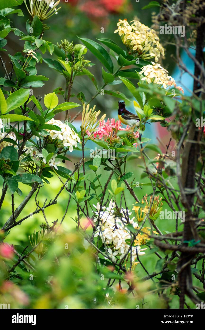 A picture of Purple-rumped sunbird drinking nectar from a jungle geranium flower in a garden Stock Photo