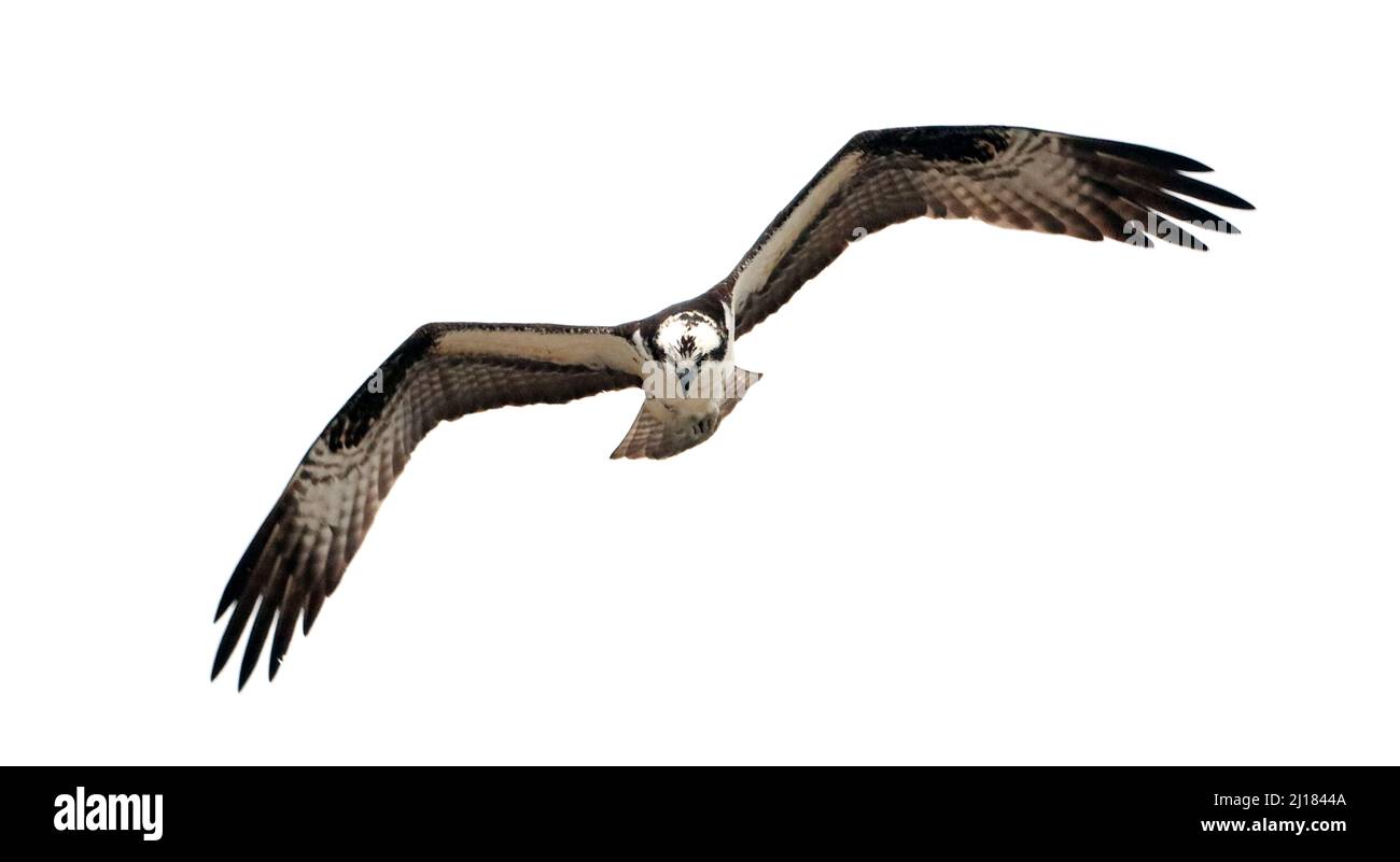 Bob jordan Cut Out Stock Images & Pictures Alamy