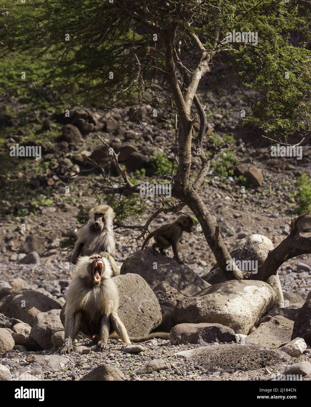 Wild baboon shouting out loud 'don't mess with me' in Djibouti, East Africa, Horn of Africa Stock Photo
