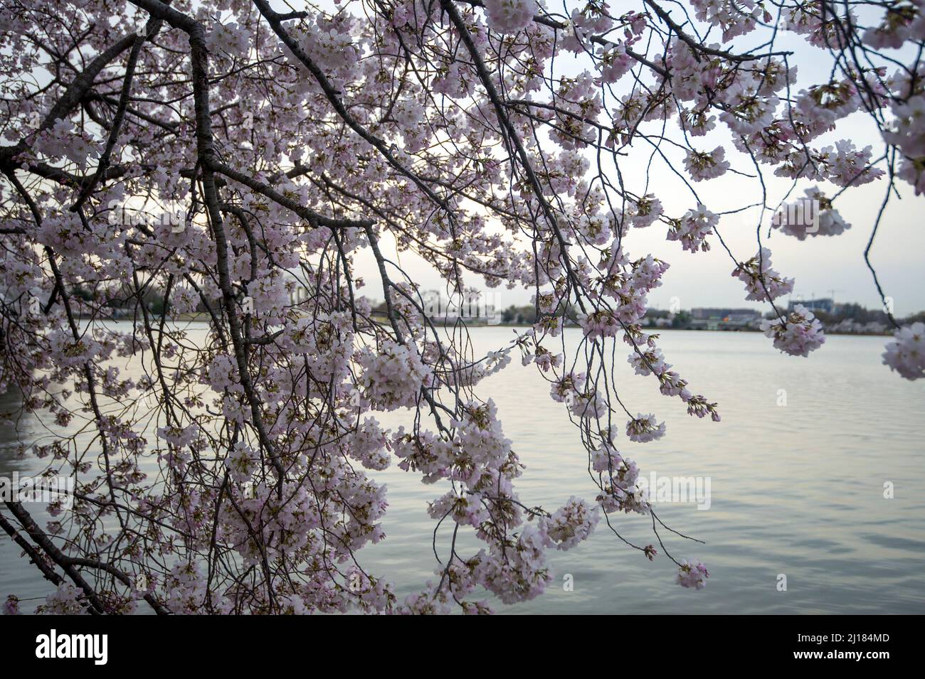 Washington, United States. 23rd Mar, 2022. Cherry blossoms bloom along the Tidal Basin in Washington, DC on Wednesday, March 23, 2022. The National Parks Service announced the blossoms hit peak bloom on Monday, which is 10 days ahead of the 30 year average of March 31. Photo by Bonnie Cash/UPI Credit: UPI/Alamy Live News Stock Photo