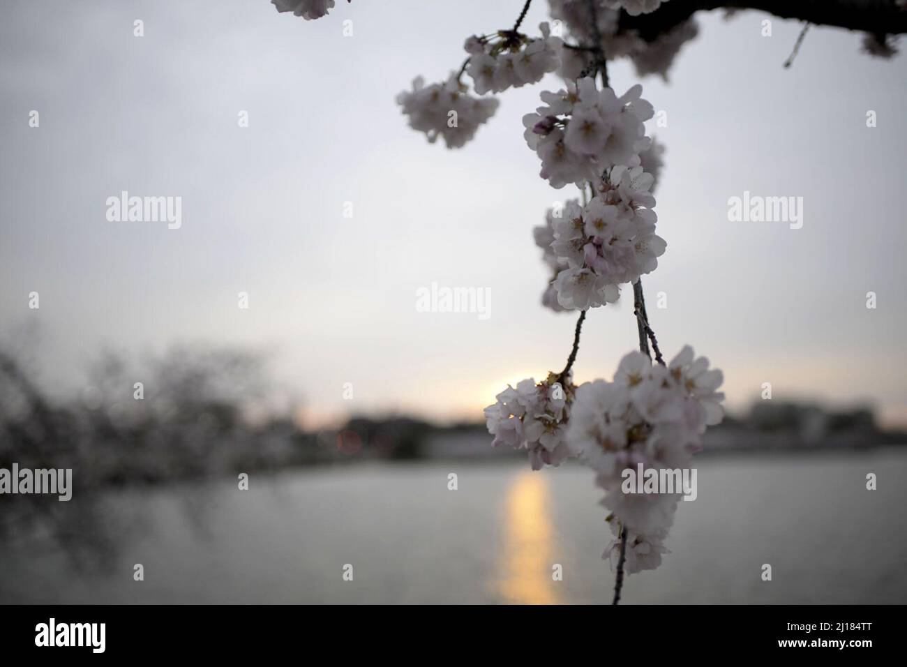 Washington, United States. 23rd Mar, 2022. Cherry blossoms bloom along the Tidal Basin in Washington, DC on Wednesday, March 23, 2022. The National Parks Service announced the blossoms hit peak bloom on Monday, which is 10 days ahead of the 30 year average of March 31. Photo by Bonnie Cash/UPI Credit: UPI/Alamy Live News Stock Photo