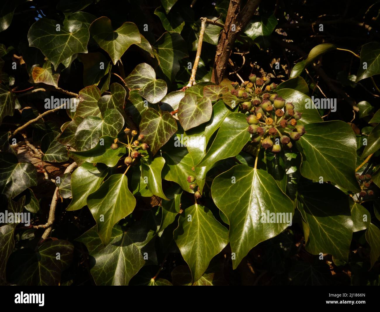 Garden ivy with clusters of unripe berries and beautiful green leaves, a decorative climbing plant, evergreen but a toxic and poisonous garden plant. Stock Photo