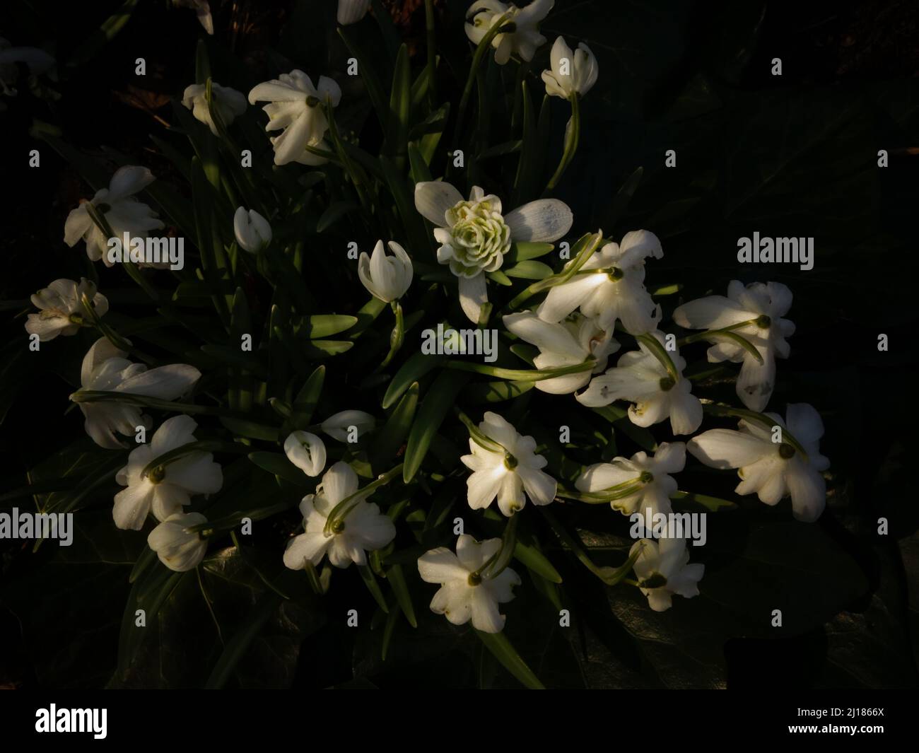 Blooming white flowers, snowdrops, springflowers is the first to bloom in the spring, therefore a symbol for innocence, purity, new beginnings, hope. Stock Photo