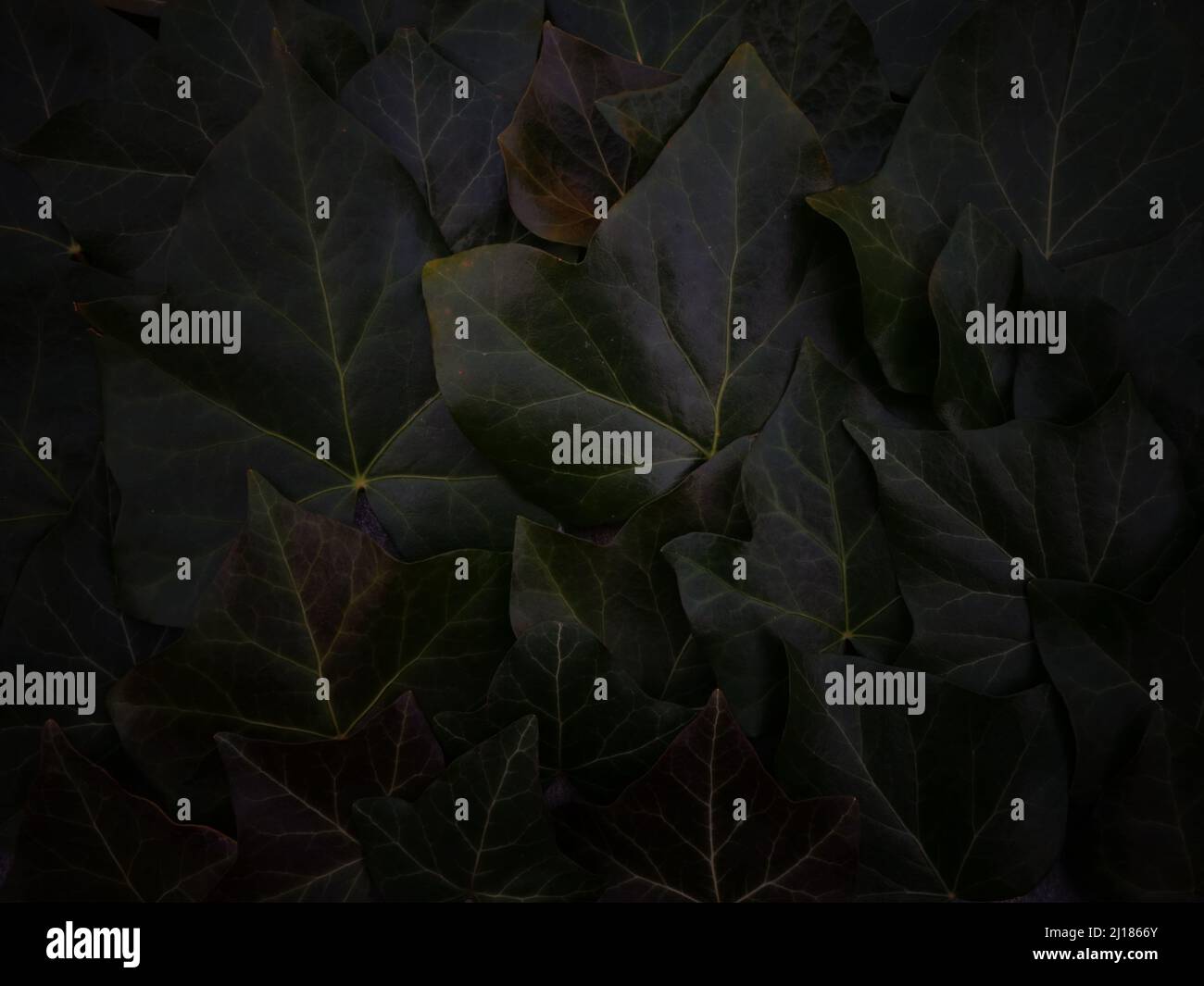 Undisturbing background of dimly lit dark green ivy foliage or ivy leafage perfect as background or template for a card, a website or as a screensaver Stock Photo