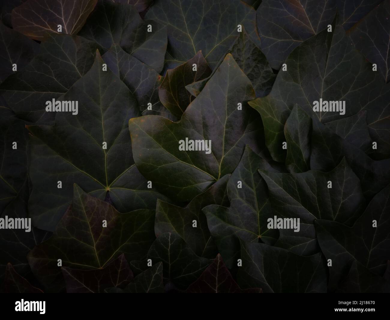 Calm background of dimly lit dark green ivy foliage or ivy leafage perfect as background or template for a card, a website or as a serene screensaver. Stock Photo