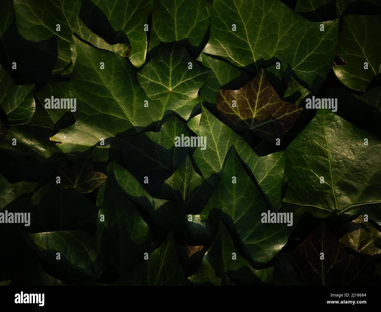 Calm background of nuances of green ivy foliage or ivy leafage perfect as template or background or inspiration for a card, a scrapbook or a website. Stock Photo