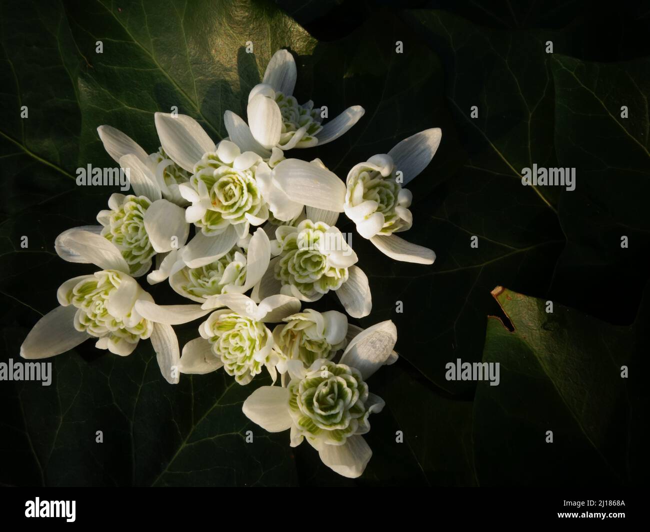 Beautiful white snowdrops on green ivy leave, Snowdrop flowers symbolize innocence and purity