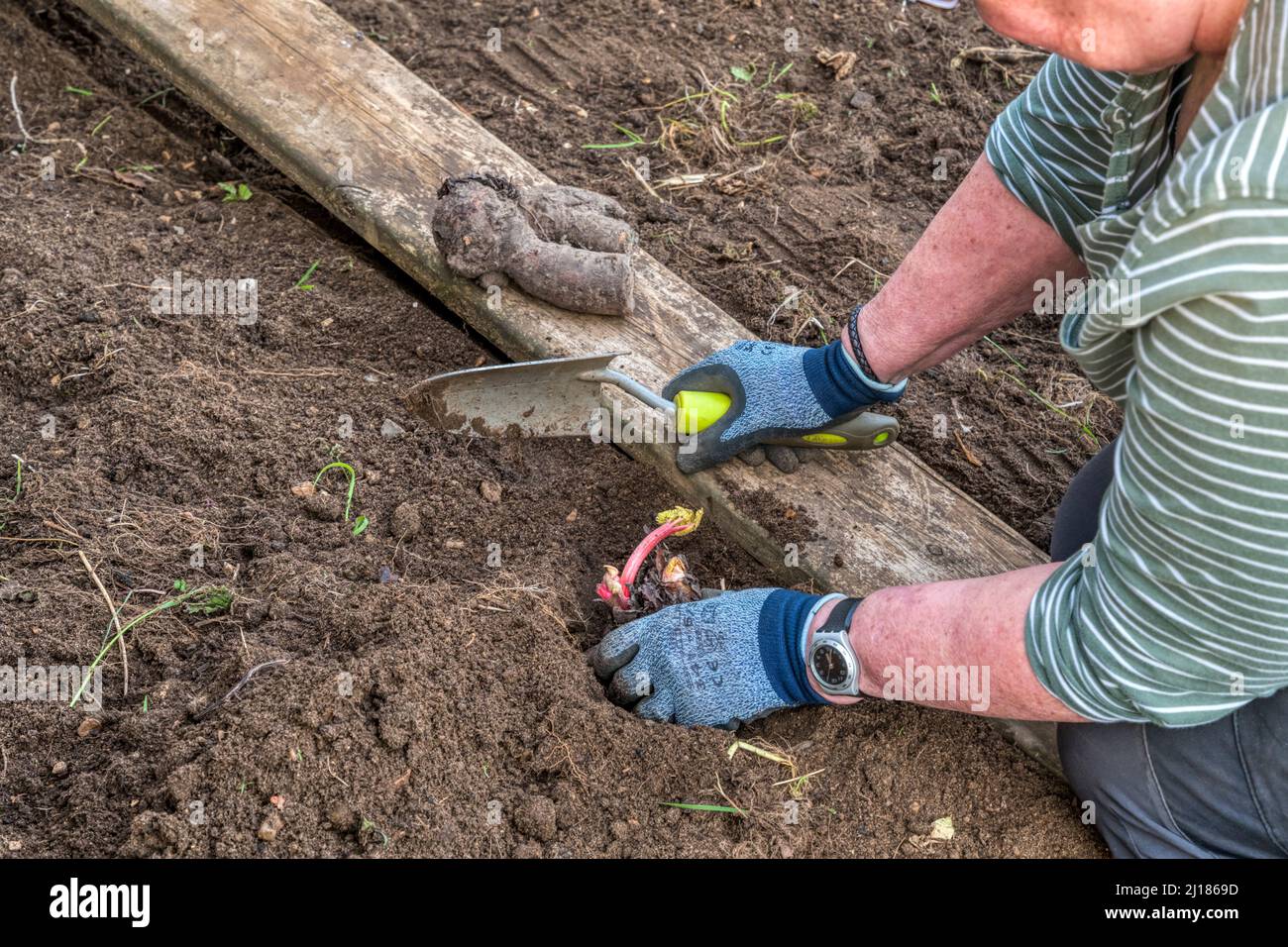 Woman planting crowns of rhubarb, Rheum, 'Victoria' in her vegetable garden or allotment. Stock Photo