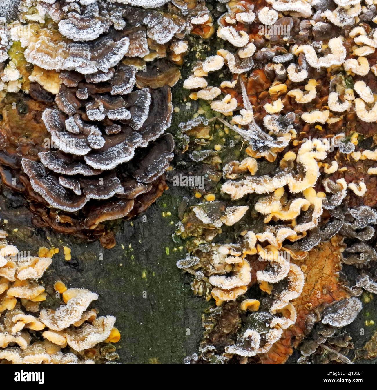 Severe frost clings to tree trunk clothed in frost covered fungi in late autumn/early winter on Cannock Chase AONB (area of outstanding natural beauty Stock Photo