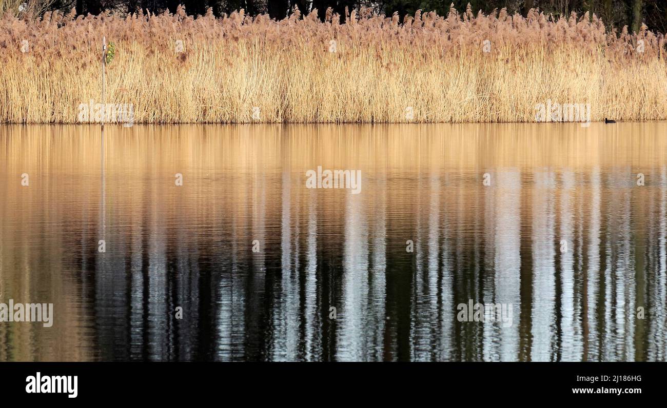 Photograph Shropshire and Worcester canal a British Waterways canal near  Tixall in Staffordshire showing a light forms of vegetation mirrored on the Stock Photo