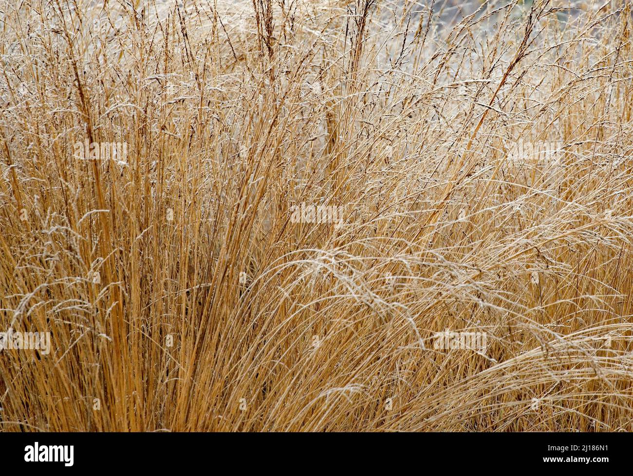 Backlit grass seedheads hi-res stock photography and images - Alamy