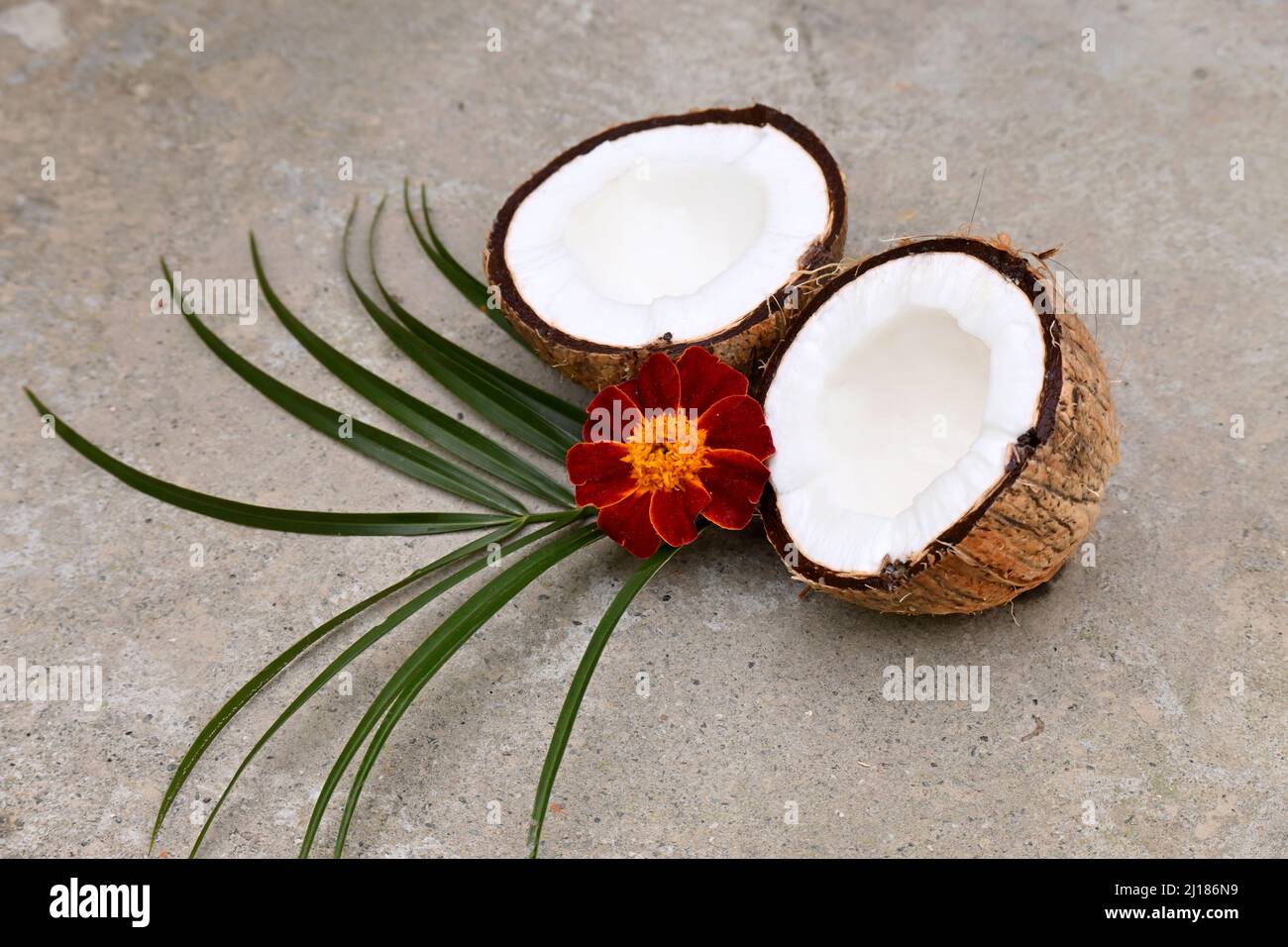 the pair of white brown coconut with marigold flowers and green leaves over out of focus grey background. Stock Photo