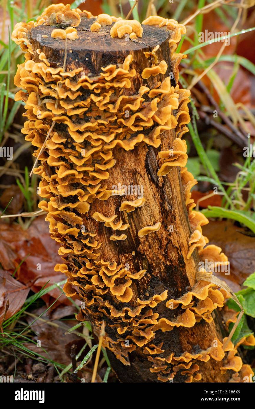 Woodland detritus around a fungi colonised tree stump in close up, With fallen leaves in Autumn on woodland floor Stock Photo