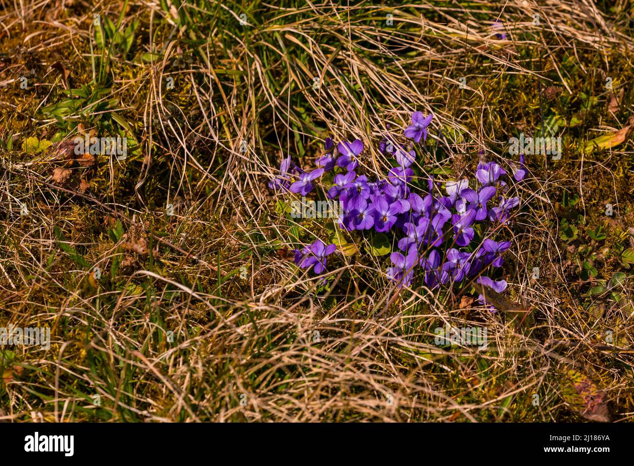 The grass of a meadow is broken up by a bunch of purple violets in spring, Germany Stock Photo
