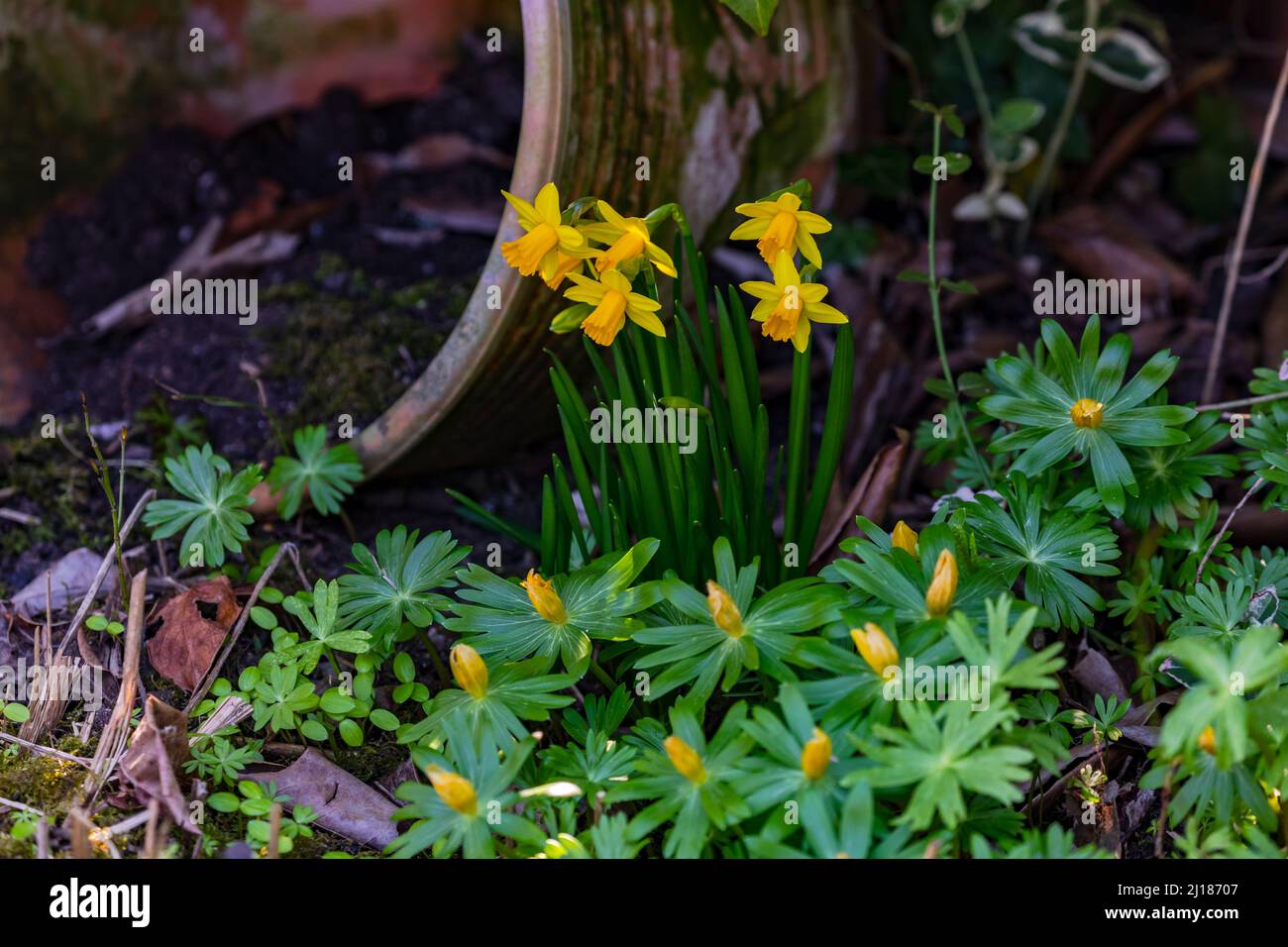 A clay jar of yellow daffodils in a picturesque garden in Spring Stock Photo