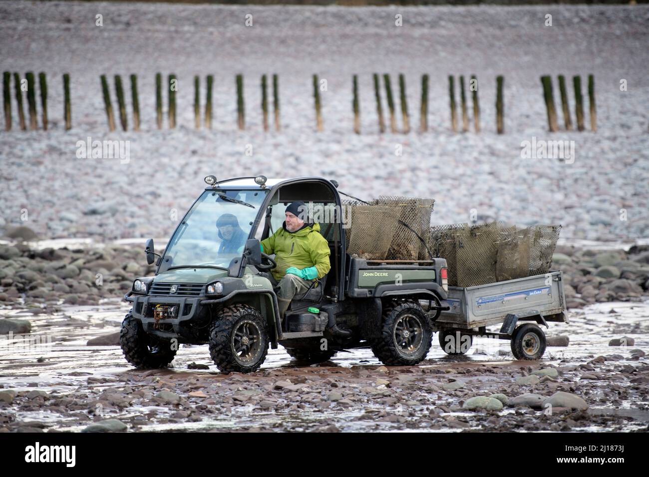 An oyster farmer transports his stock to the tidal relays where they will mature in Porlock Bay, Somerset, UK. Stock Photo