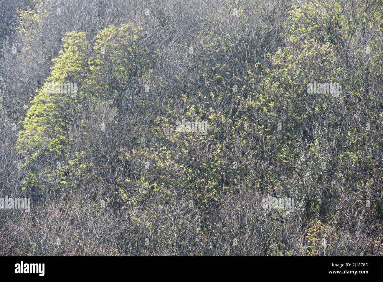 Trees in Springtime in Costal Woodland Stock Photo