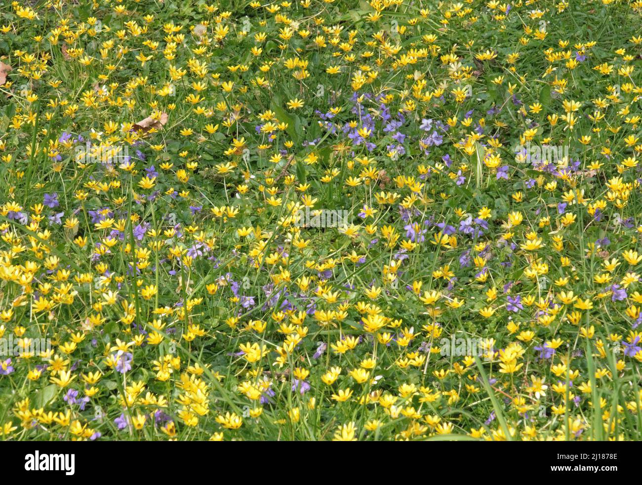 Wildflowers in Spring in Woodland Valley Stock Photo