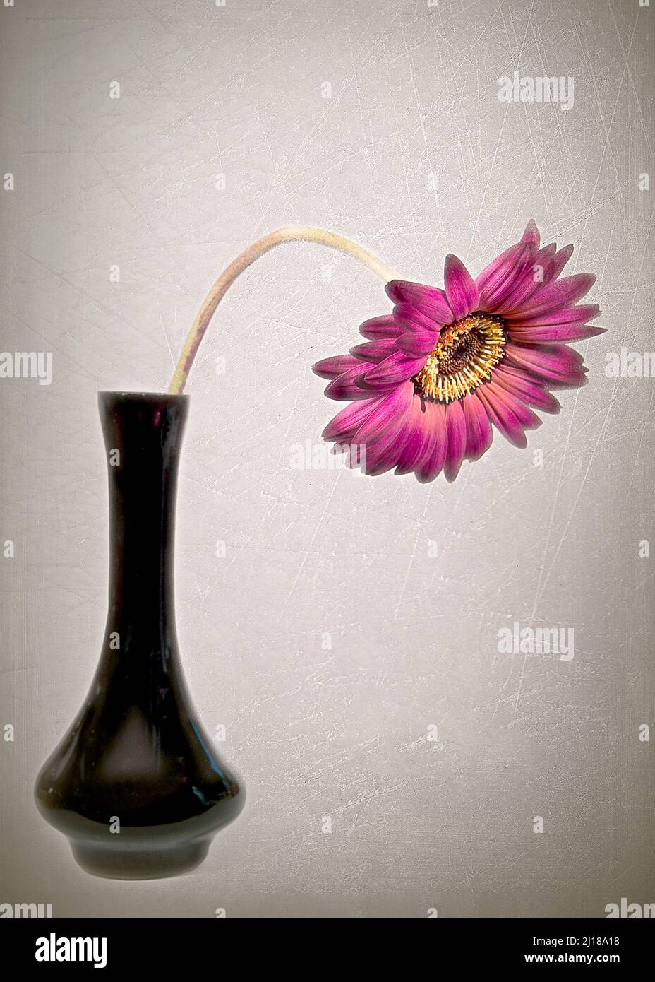 Drooping gerbera daisy in black vase Stock Photo Alamy