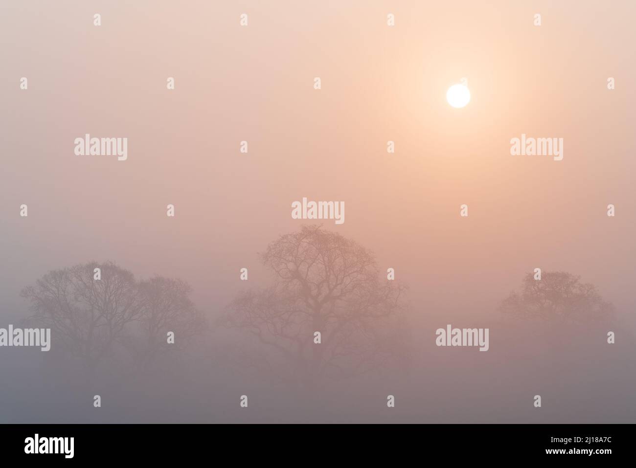The rising sun begins to burn off the thick spring fog and reveals the tops of a small group of trees in rural West Yorkshire. Stock Photo