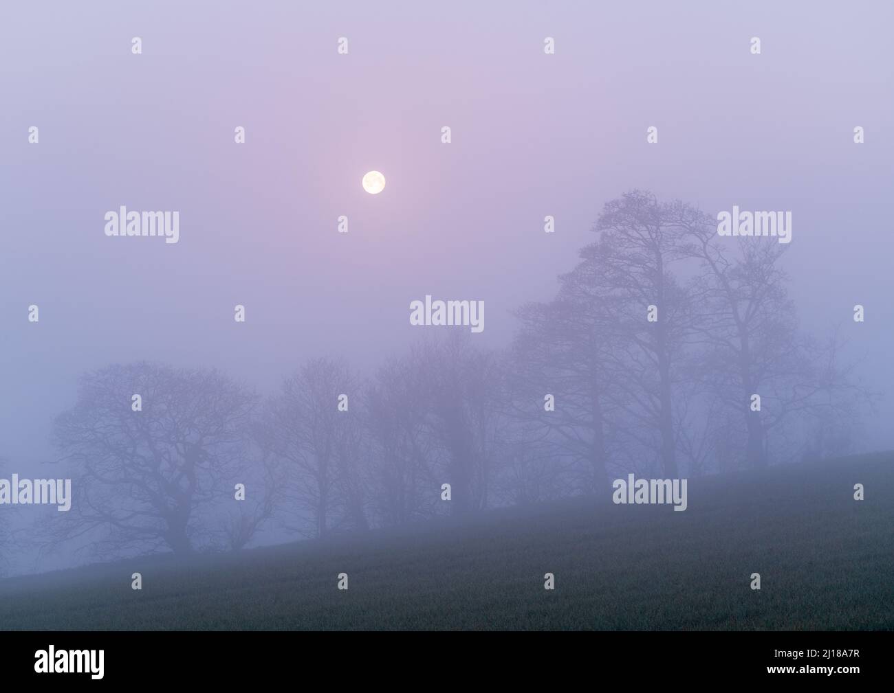 The setting moon is framed by a small group of trees as dawn adds a purple hue to the fog shrouded landscape of Lower Wharfedale in spring. Stock Photo