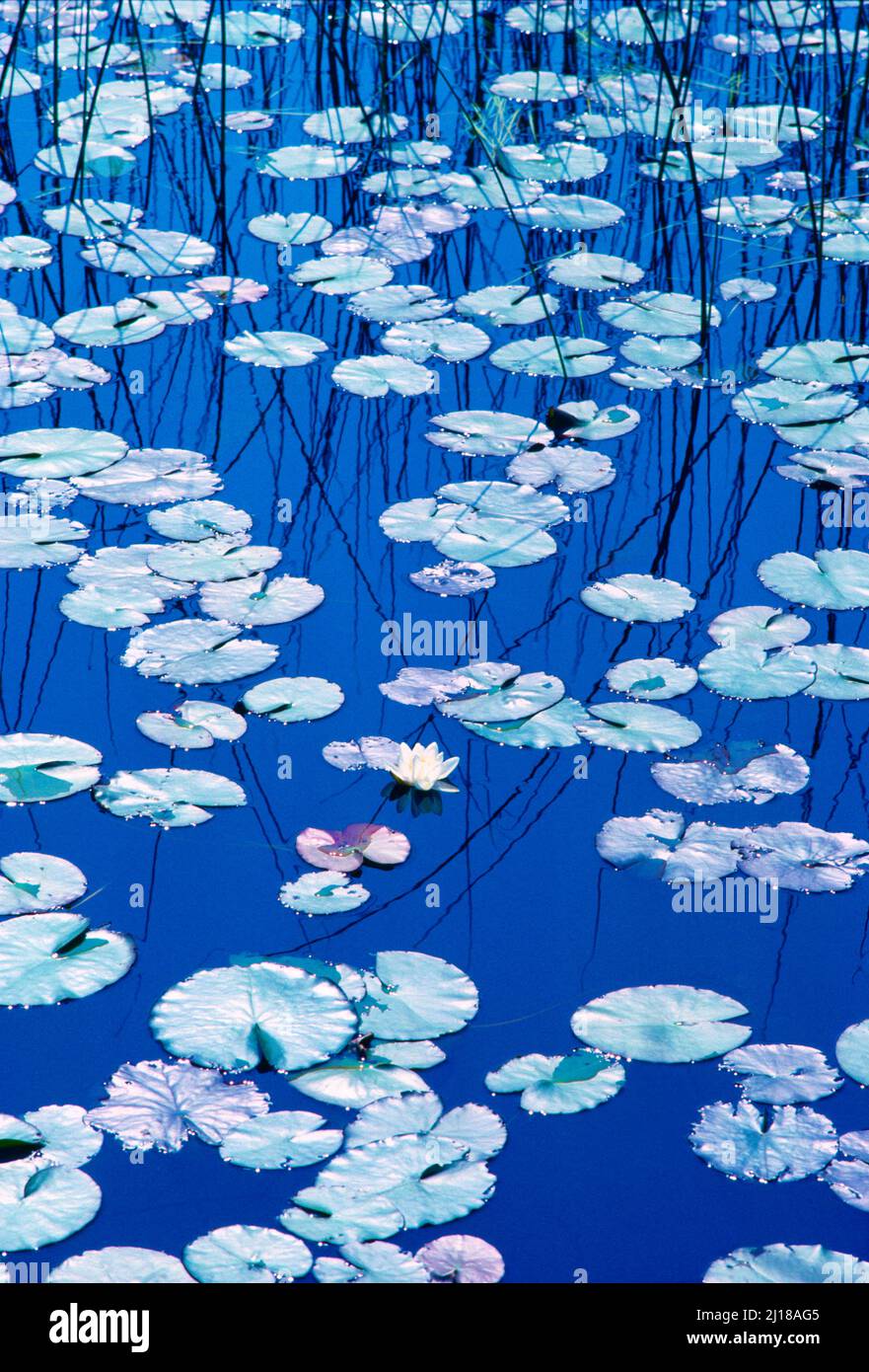 Lily pads, with lone lily flower, Stock Photo