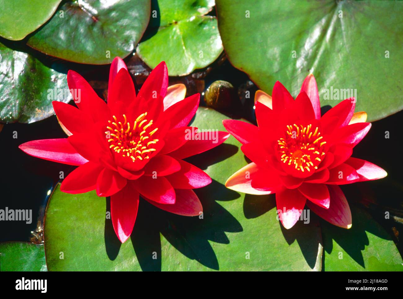 Red water lilies, Stock Photo