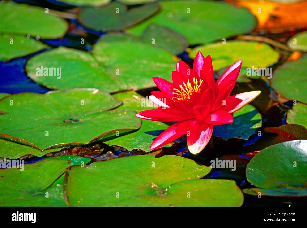 red water lily, Stock Photo