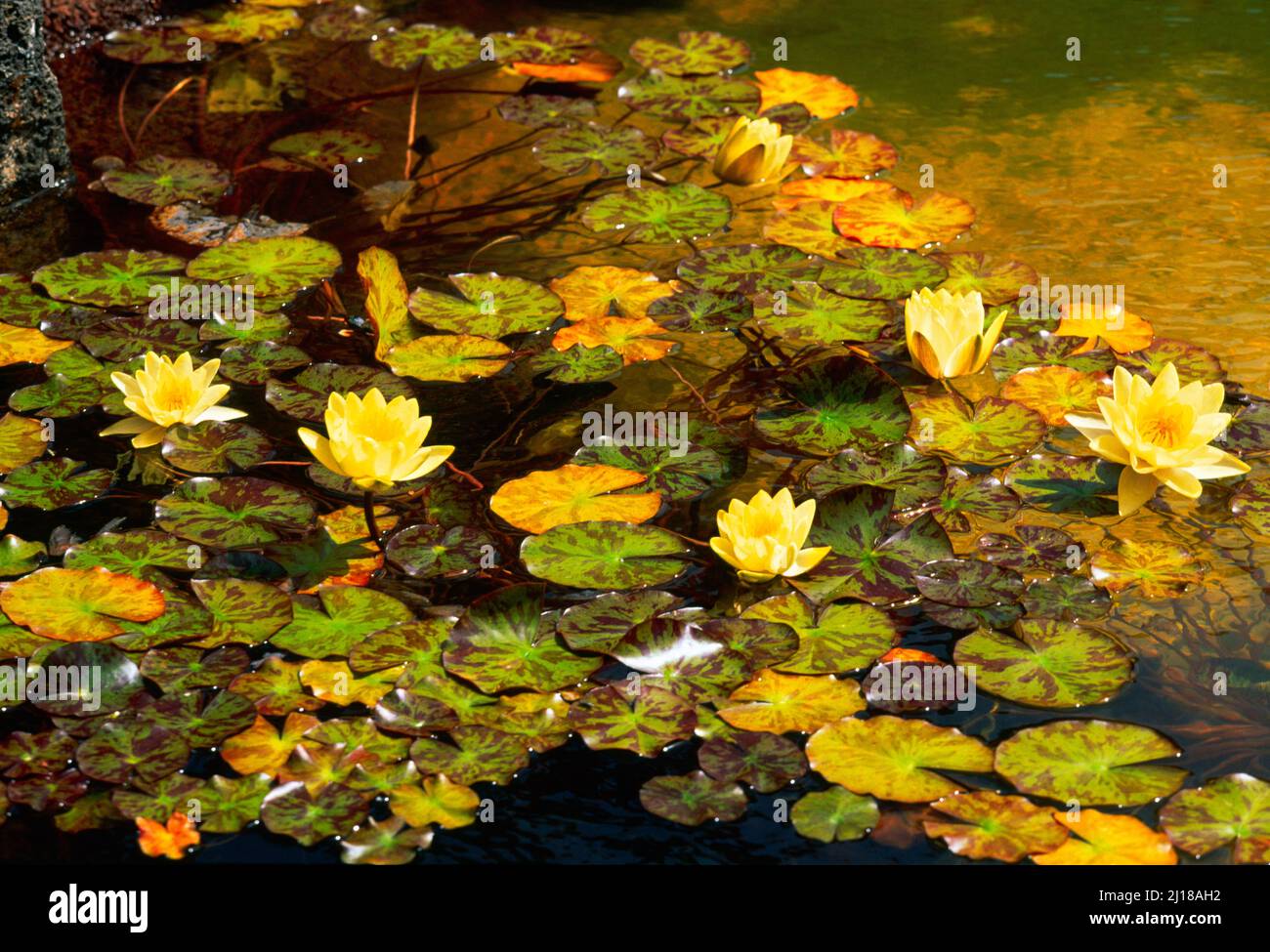 Yellow water lilies Stock Photo Alamy