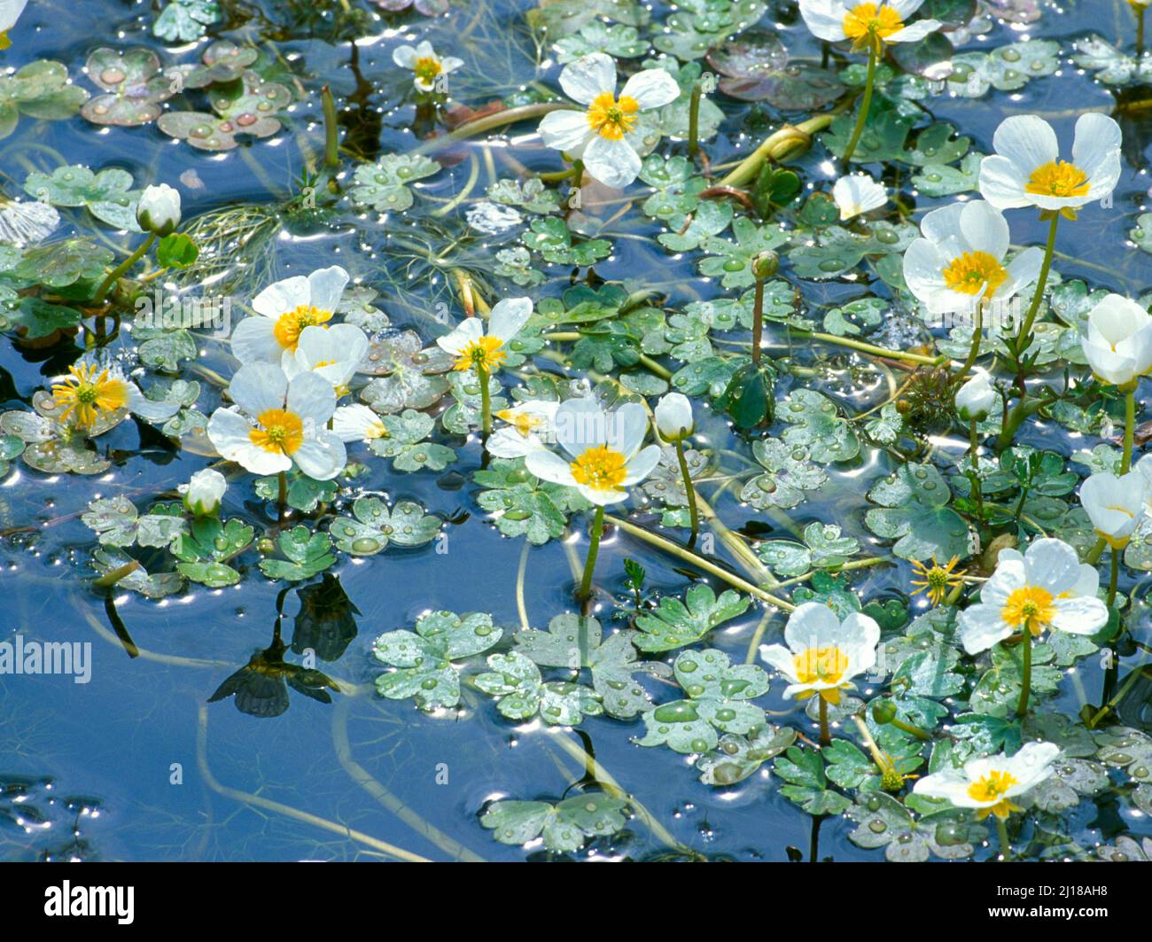 Water Crowfoot, after the rain, Stock Photo