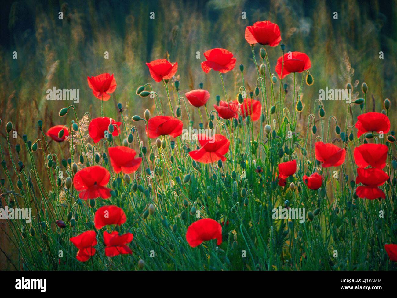 wild poppies, Stock Photo