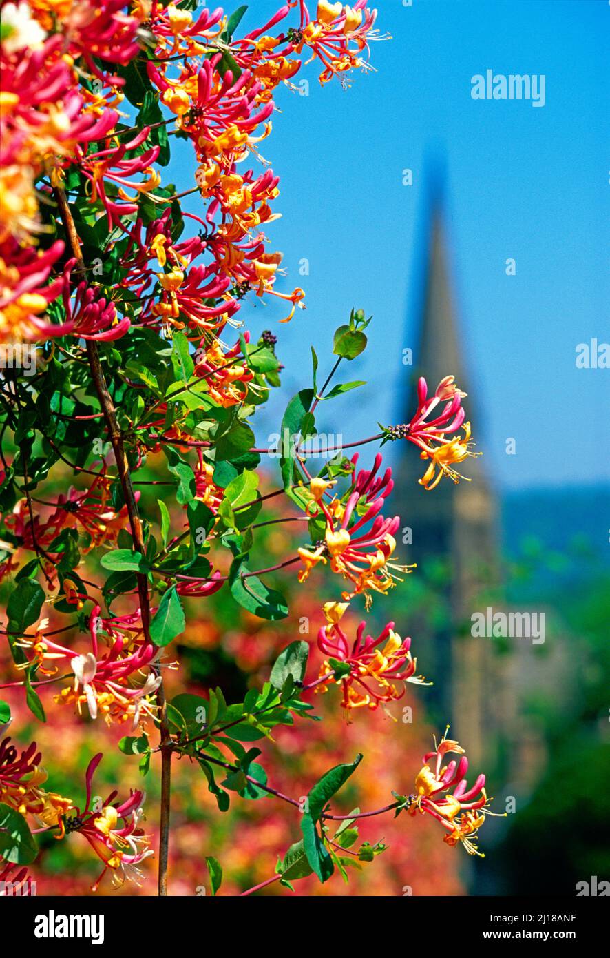 UK, Derbyshire, Edensor Village, honeysuckle, and church spire, Stock Photo