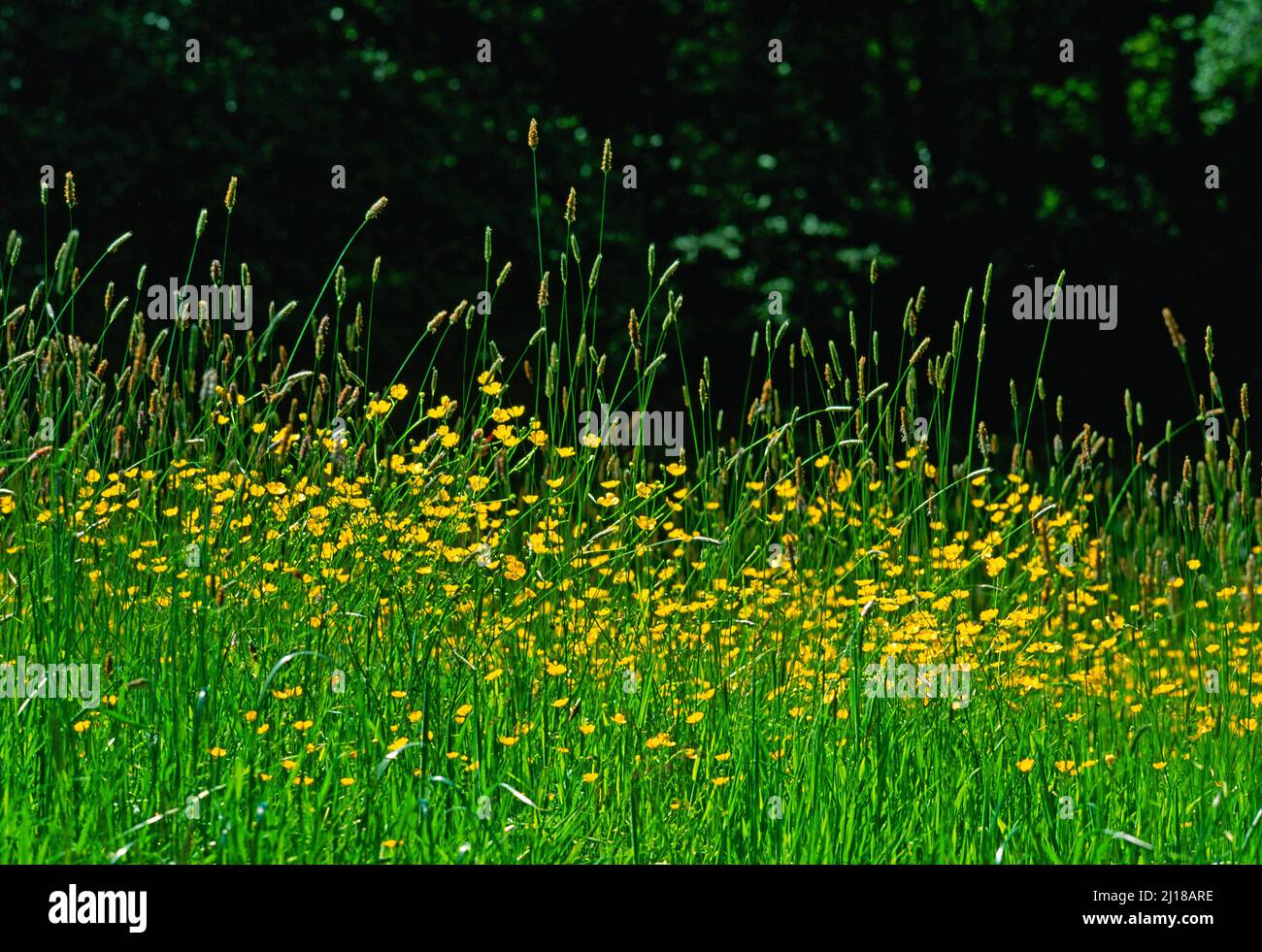 buttercup meadow, Stock Photo