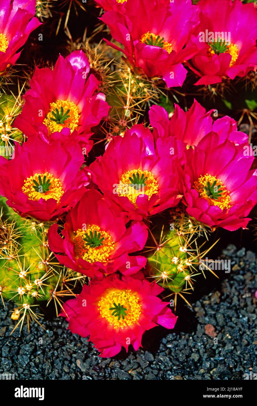 cactus flowers, hedgehog cactus, Stock Photo