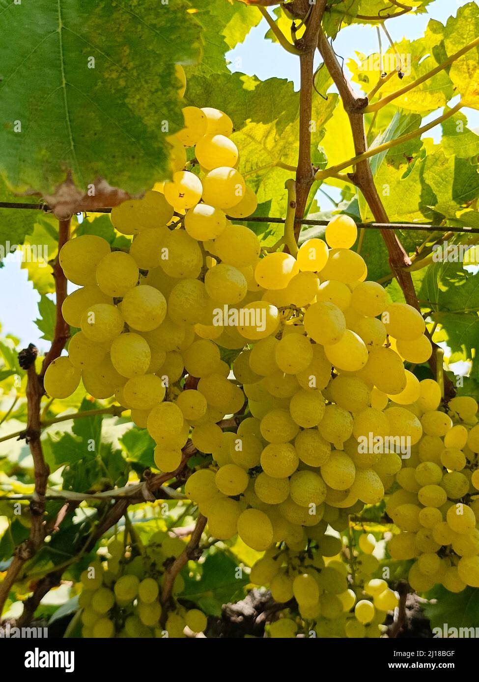 Close up image of harvesting Green grapes with green leaves, fresh ...