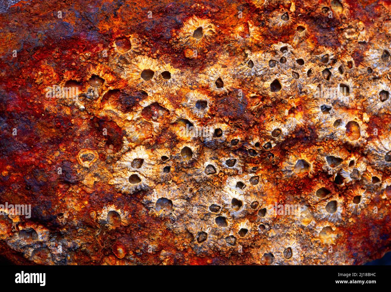 barnacles on rusty anchor, Stock Photo