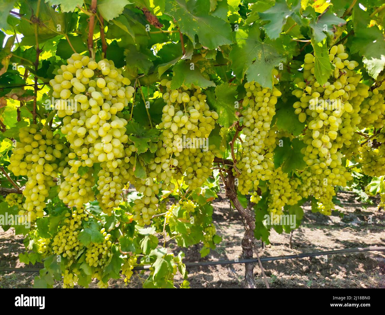 Close up image of harvesting Green grapes with green leaves, fresh ...