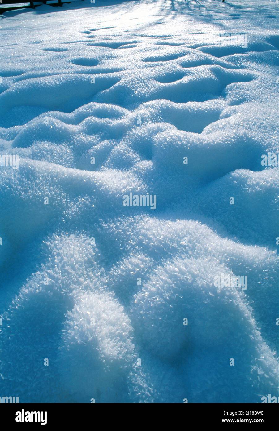 frosted, fresh snow fall, Stock Photo