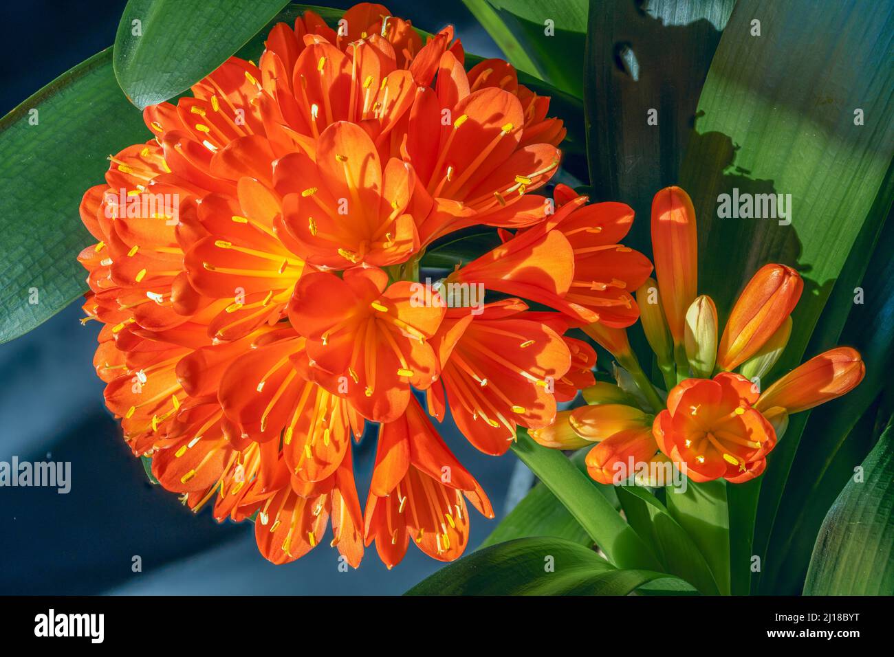 stuning Clivia Miniata bloom with bright orange petals and yellow stamens arranged in a cluster. Stock Photo