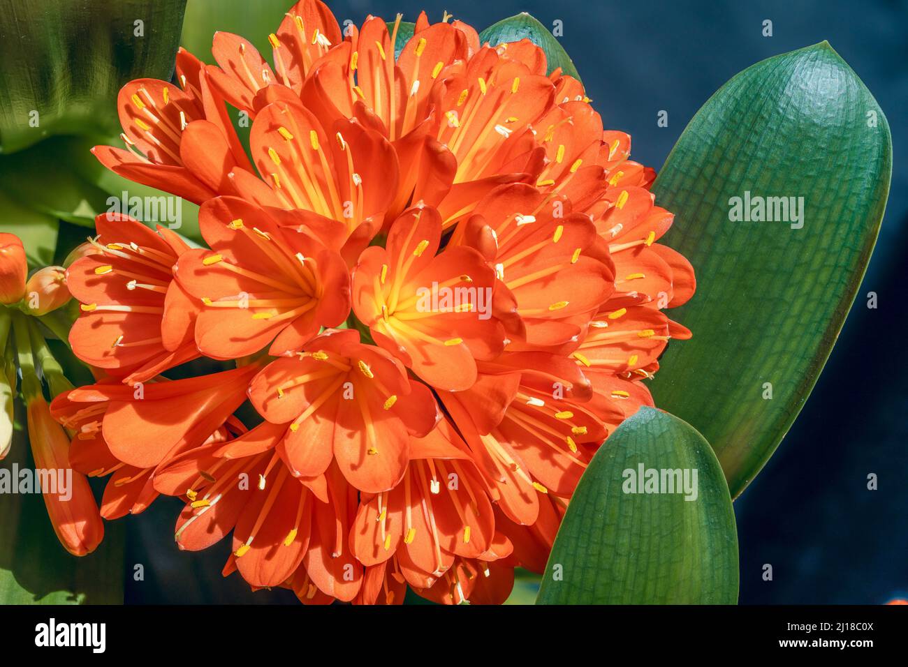 Beautiful Clivia Miniata bloom with bright orange petals and yellow stamens arranged in a cluster. Stock Photo