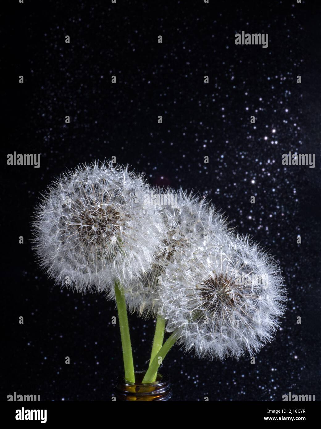 Three white fluffy round dandelions with rain water drops on a black ...