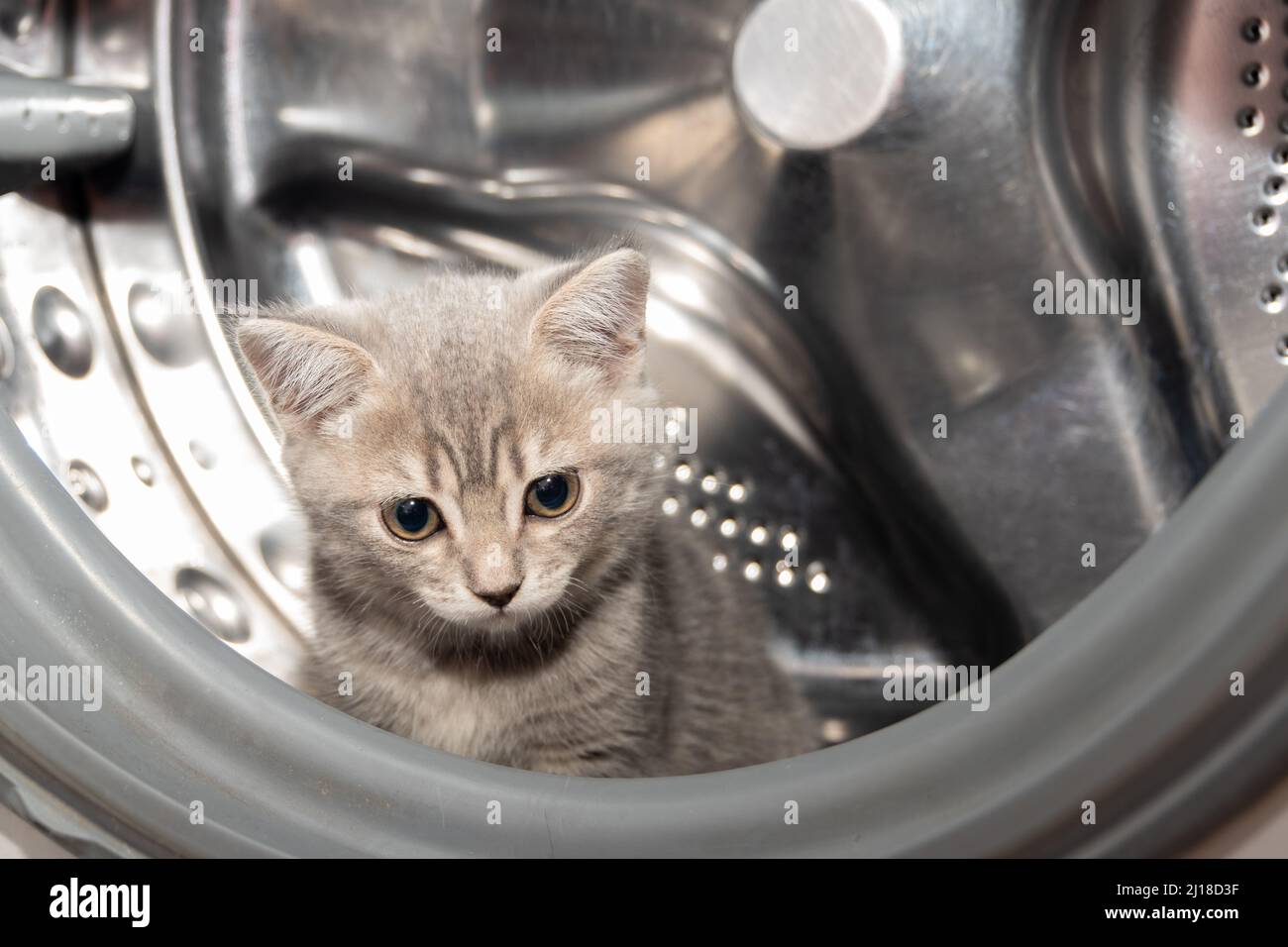 A small playful kitten hid in the washing machine. A striped gray