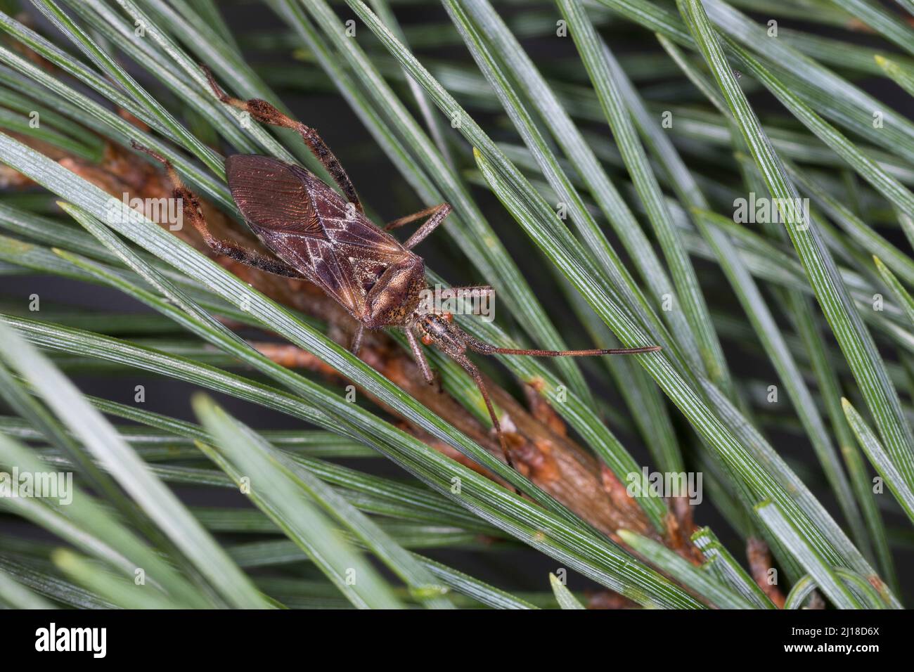 Amerikanische Kiefernwanze, Kiefernwanze, Amerikanische Zapfenwanze, Nordamerikanische Zapfenwanze, Leptoglossus occidentalis, western conifer seed bu Stock Photo