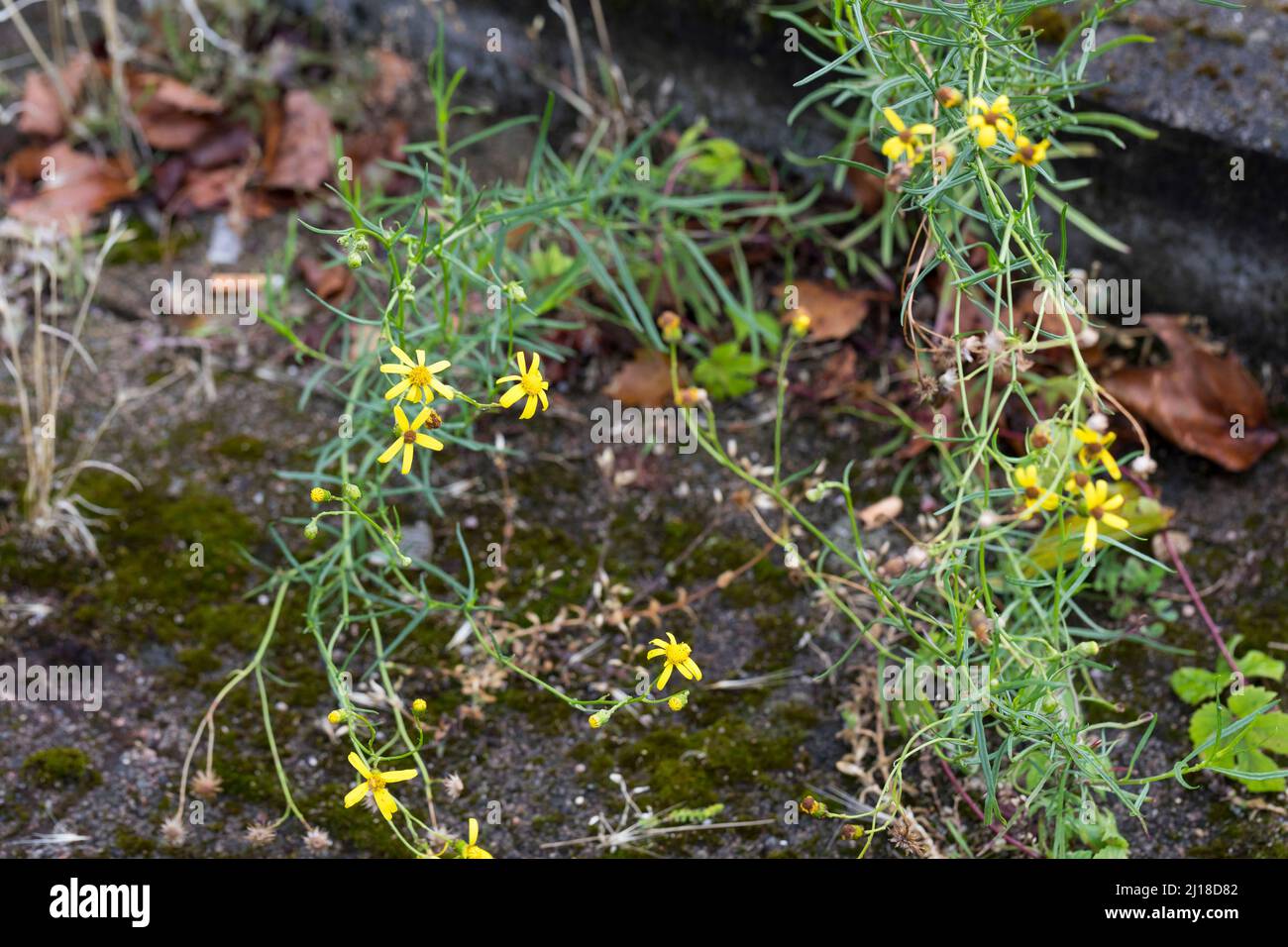 Schmalblättriges Greiskraut, Schmalblättriges Kreuzkraut, Südafrikanisches Greiskraut, Senecio inaequidens, Senecio harveianus, Senecio vimineus, narr Stock Photo