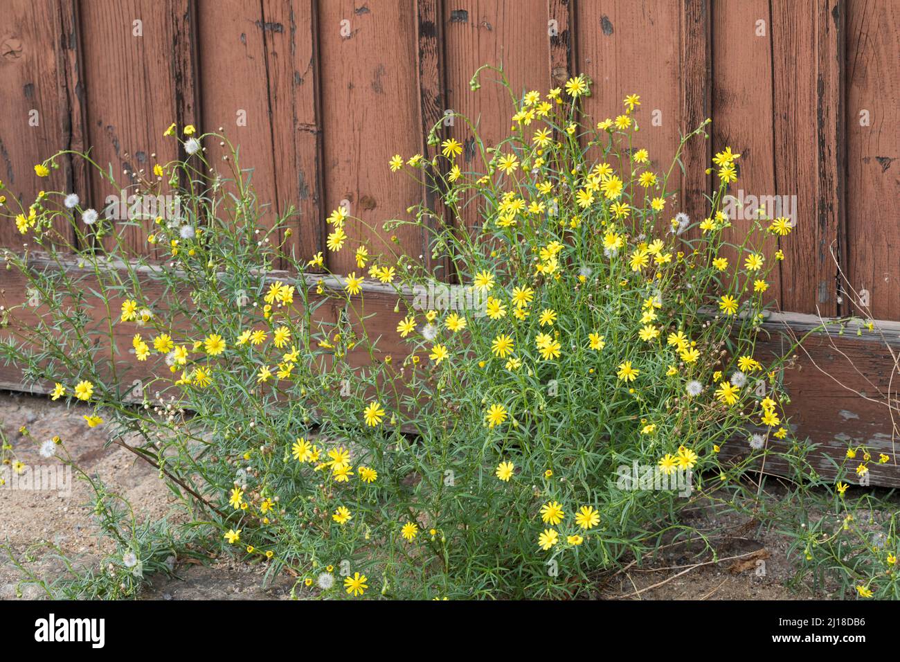 Schmalblättriges Greiskraut, Schmalblättriges Kreuzkraut, Südafrikanisches Greiskraut, Senecio inaequidens, Senecio harveianus, Senecio vimineus, narr Stock Photo