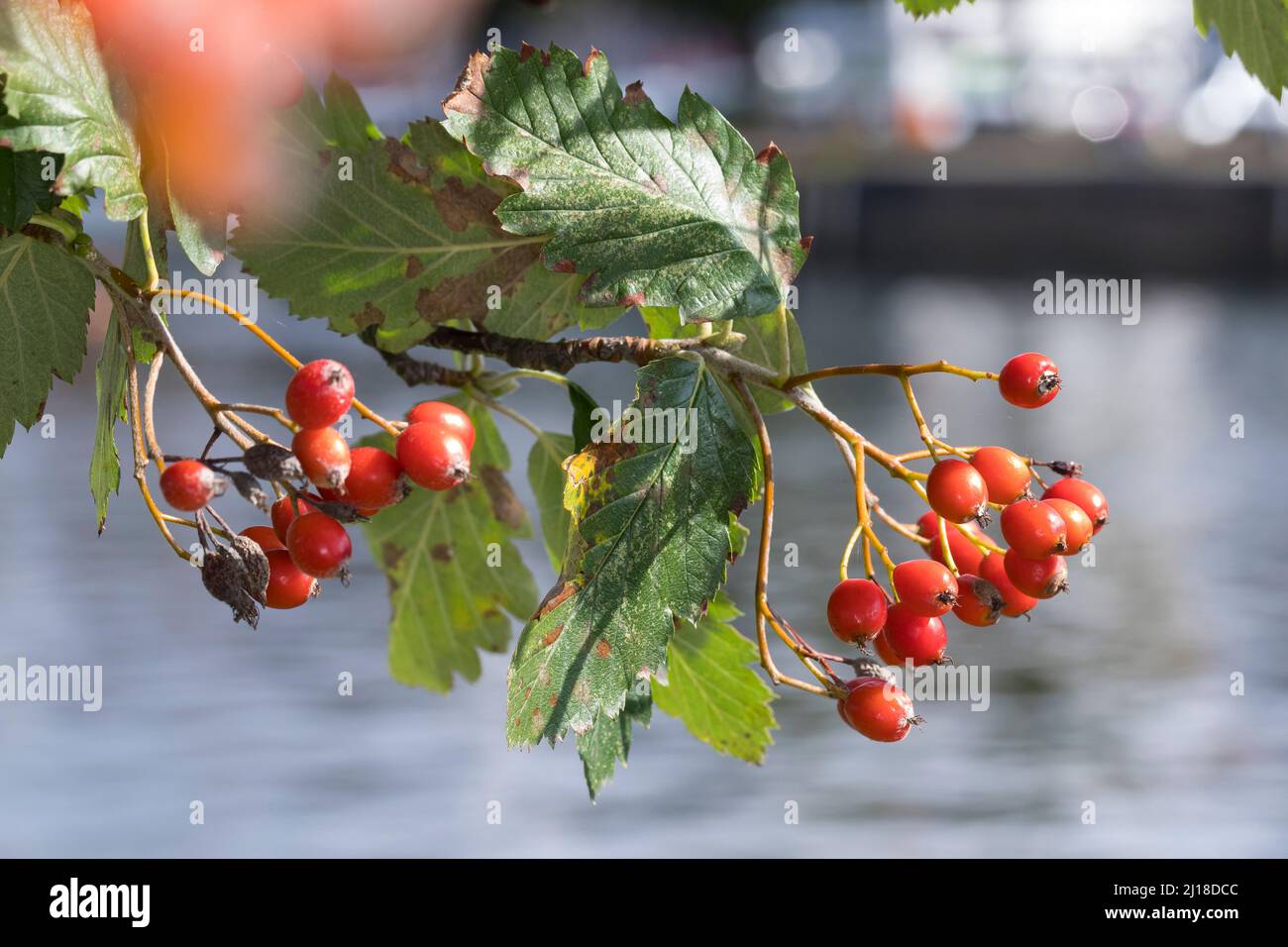 Schwedische Mehlbeere, Schwedische Mehl-Beere, Schwedische Vogelbeere, Mehlbeere, Oxalbeere, Früchte, Frucht, Sorbus intermedia, Swedish Whitebeam, fr Stock Photo