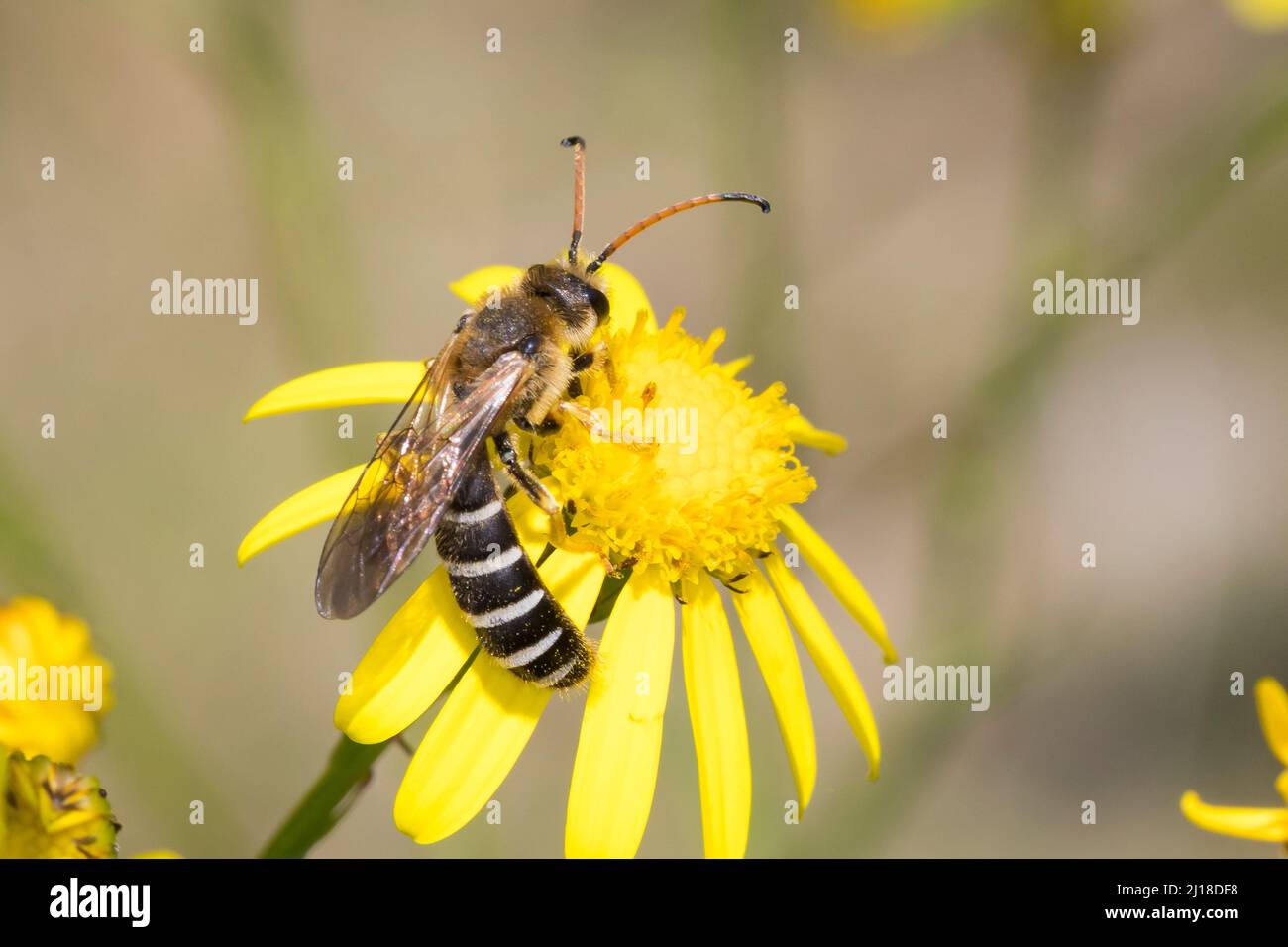 Hymenopterans hi-res stock photography and images - Page 14 - Alamy
