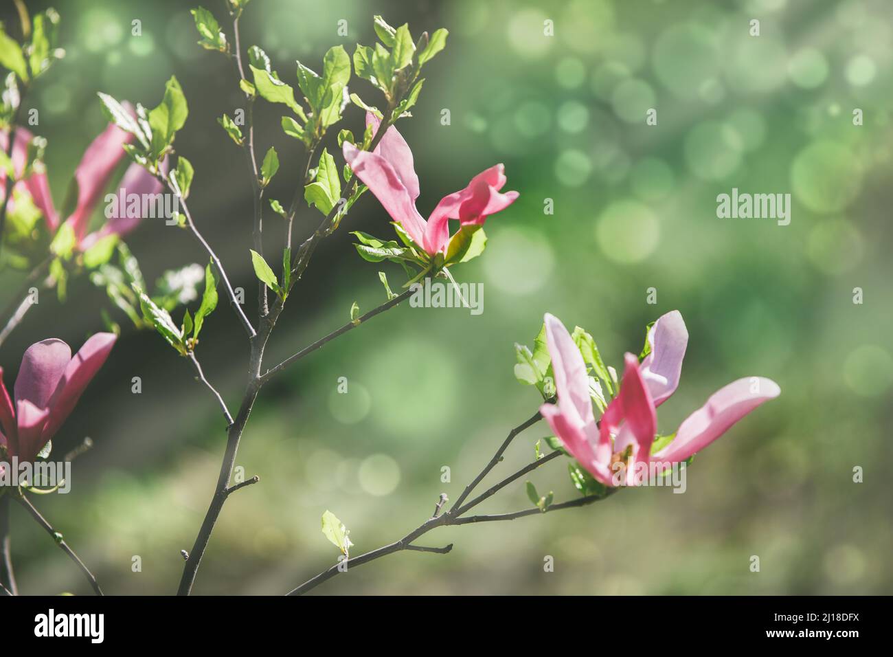 Spring scene with sunlit pink flowers of young magnolia tree on green ...